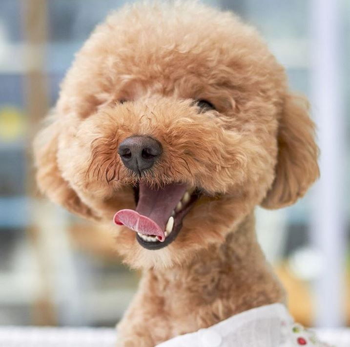 Kategorija nega slika Kategorija nega slika